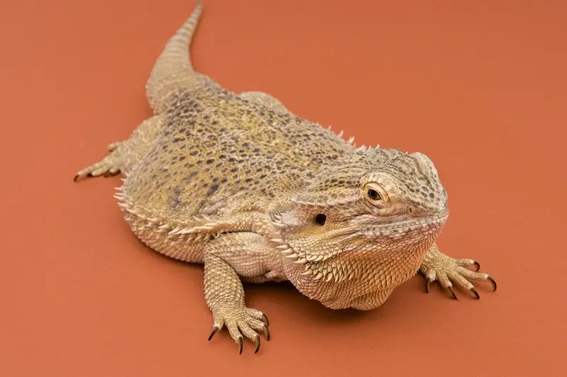 bearded dragon resting calmly showing healthy body condition and scales