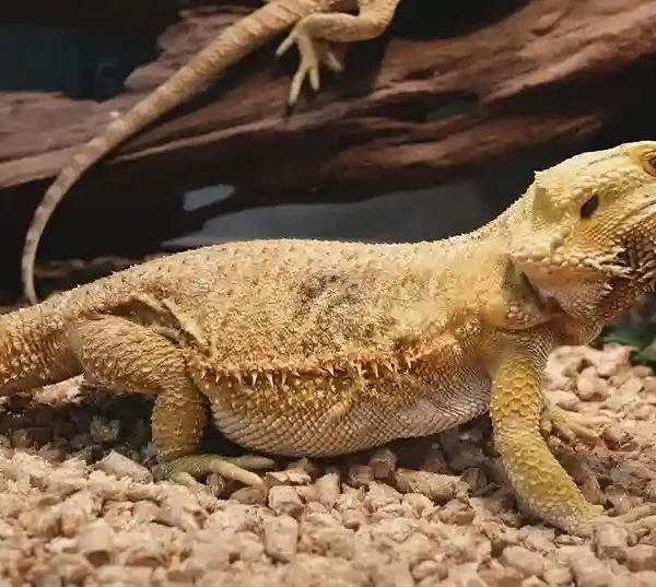 bearded dragon care setup with proper lighting and habitat