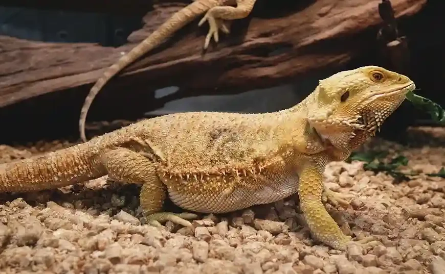 bearded dragon care setup with proper lighting and habitat