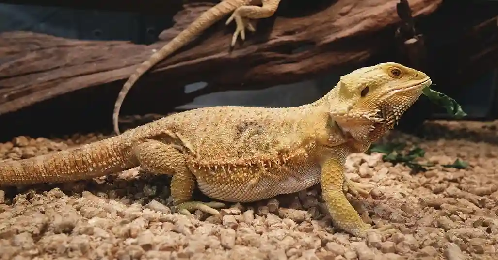 bearded dragon care setup with proper lighting and habitat