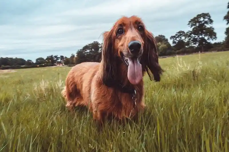 Boykin Spaniel standing in an open grassy field, showing a rich brown coat and friendly expression