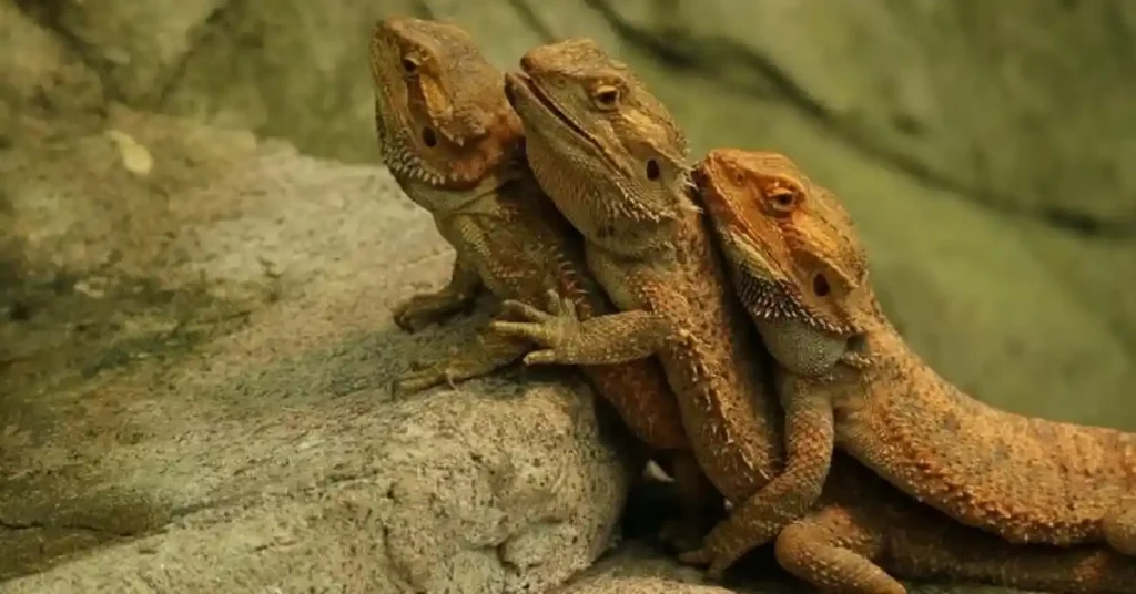 can bearded dragons live together in the same enclosure