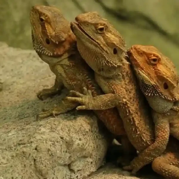 can bearded dragons live together in the same enclosure