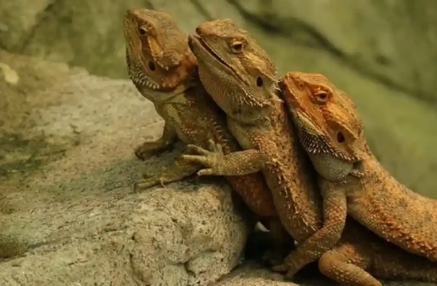 can bearded dragons live together in the same enclosure