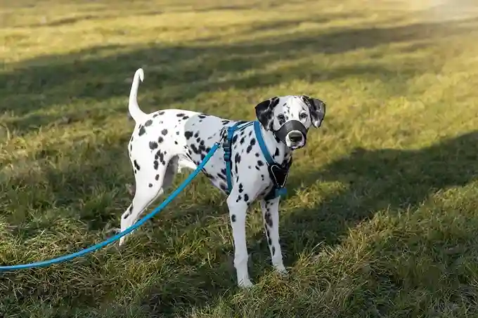 Catahoula Leopard Dog standing on grass with a spotted coat and leash