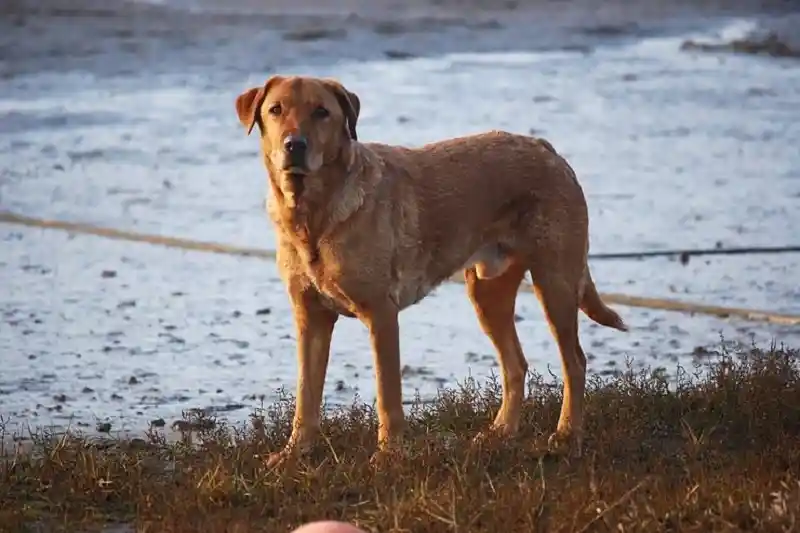 Chesapeake Bay Retriever standing near a shoreline with a dense waterproof coat