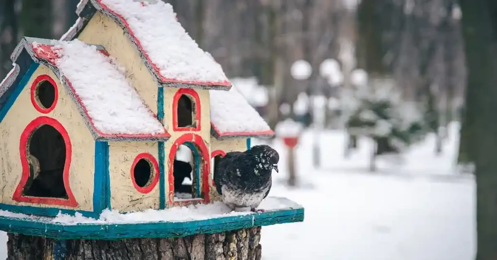 how to keep pet birds warm in winter safely indoors