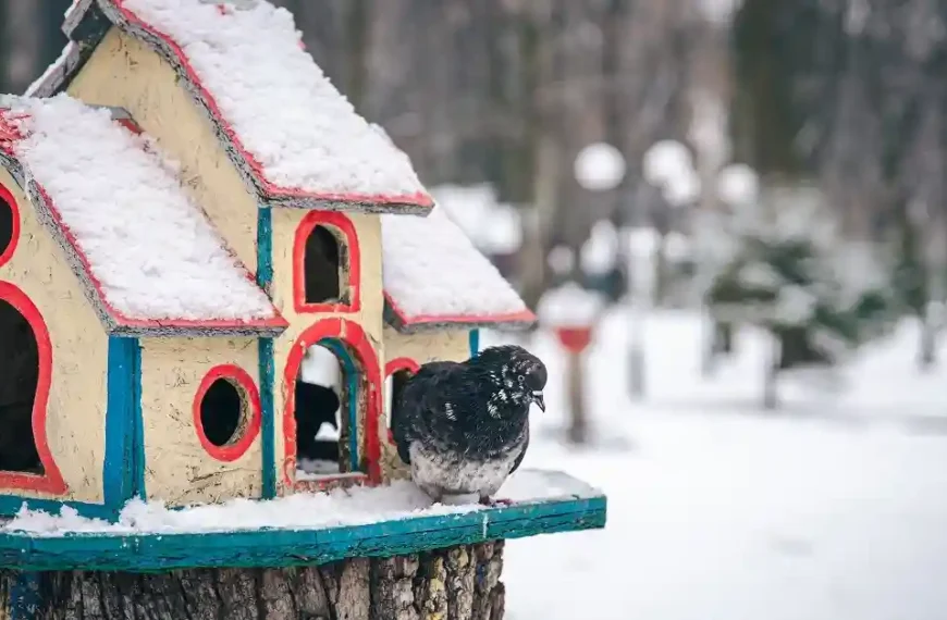 how to keep pet birds warm in winter safely indoors