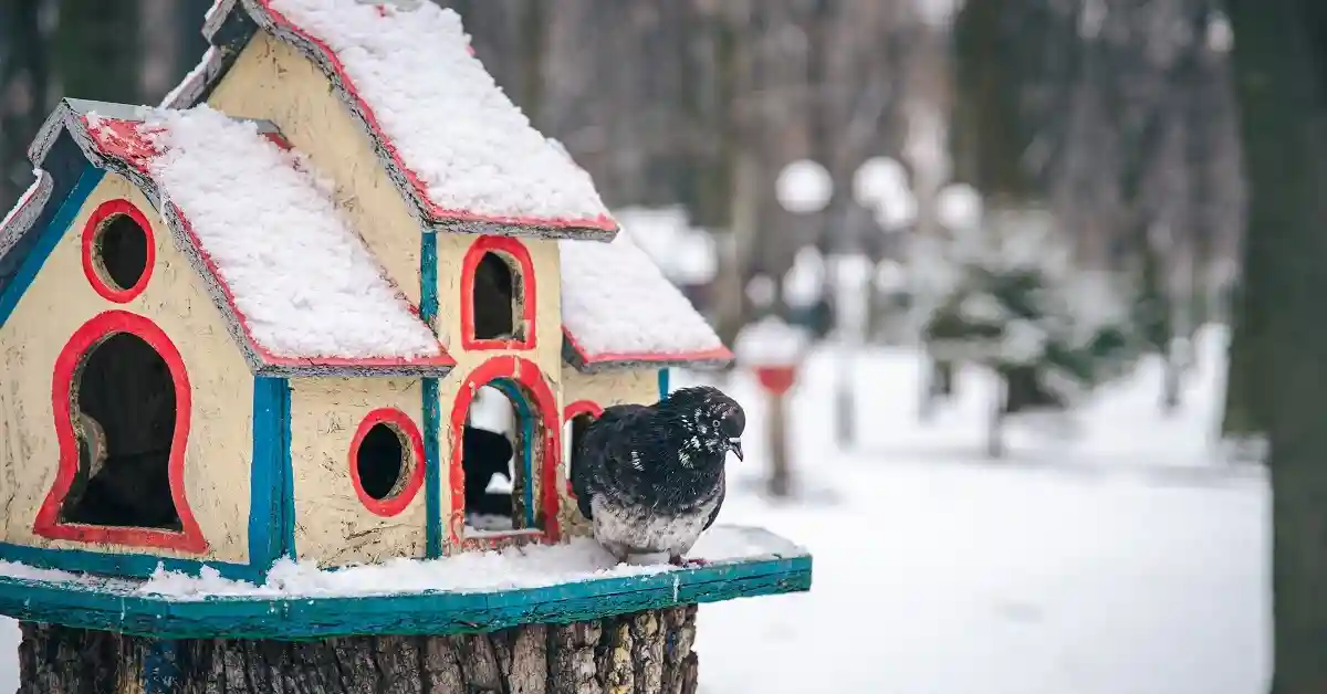 how to keep pet birds warm in winter safely indoors