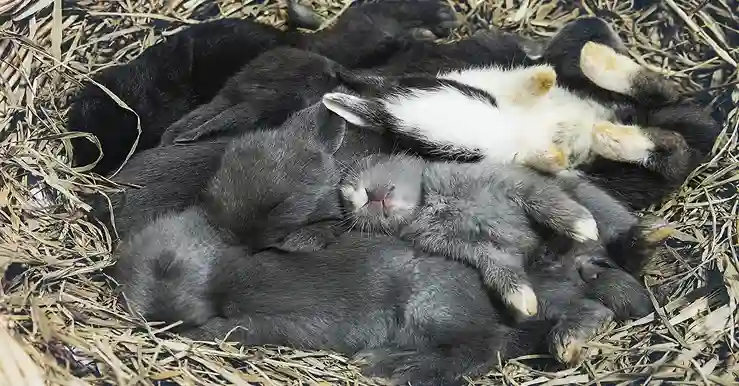 pregnancy in rabbits showing nesting behavior before labor