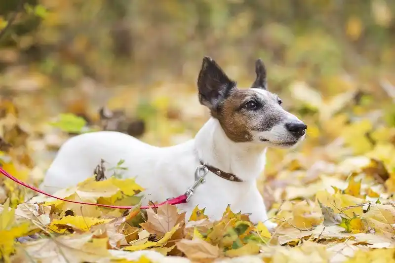 Toy Fox Terrier lying among autumn leaves outdoors, showing alert posture and smooth coat