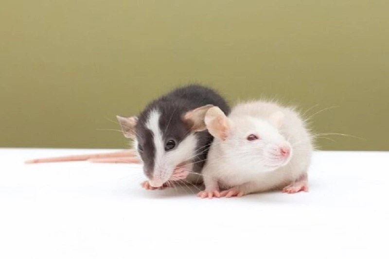 A black and white mouse sitting next to a white mouse on a clean surface, illustrating the calm temperament needed when learning how to train your pet mouse.