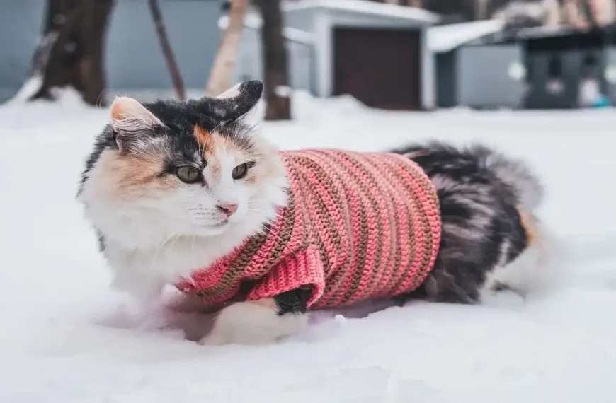 Winter Cat Care Tips for a Healthy, Happy Cat
