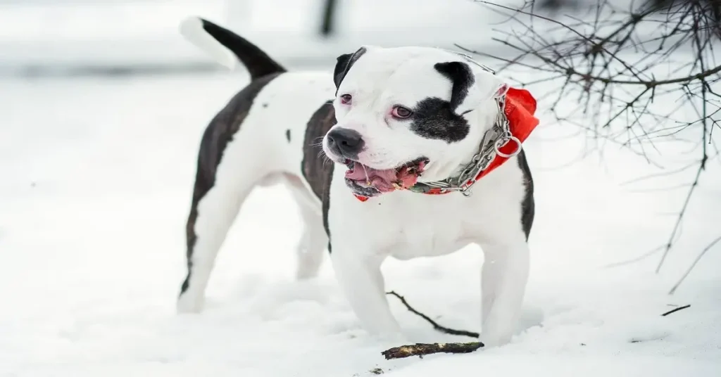 winter dog care tips to keep dogs safe in cold weather