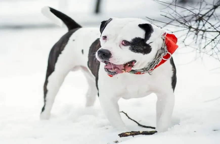 winter dog care tips to keep dogs safe in cold weather