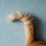 Ginger cat tail curved on a blue textured wall showing cat tail talk and feline body language