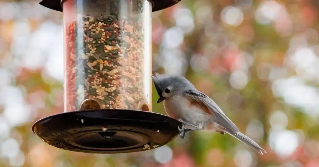 feeding the birds safely in a backyard garden