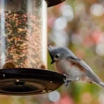 feeding the birds safely in a backyard garden