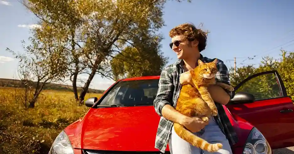 how to take a car trip with your cat safely in a carrier