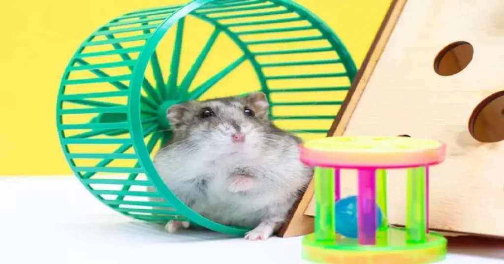 how to train your hamster to be tame using gentle hand training