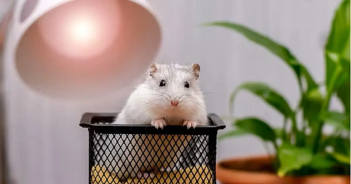 tame pet mouse sitting calmly during bonding and how to train your pet mouse