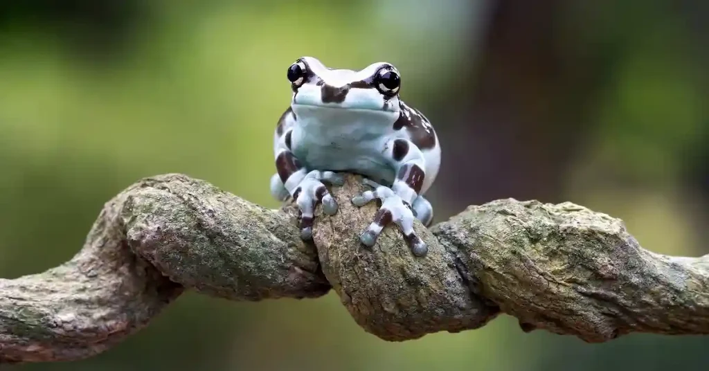 pet frogs living in a properly set up terrarium