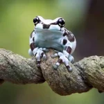 pet frogs living in a properly set up terrarium