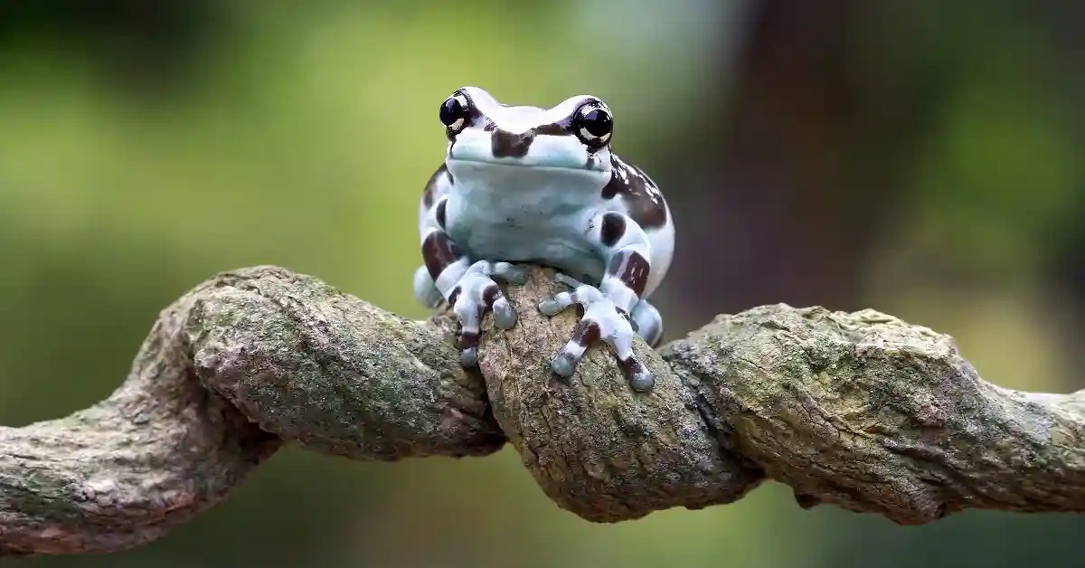 pet frogs living in a properly set up terrarium