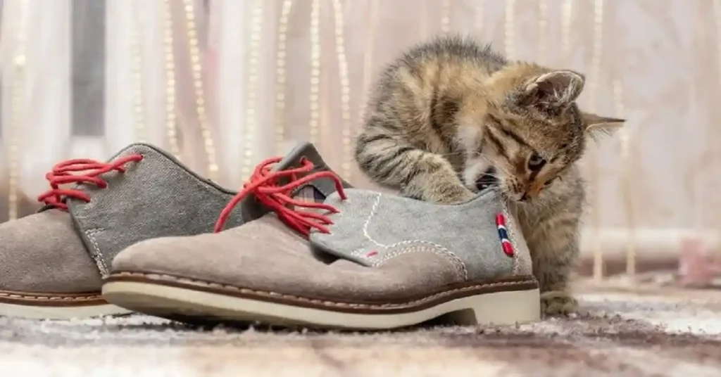 A small tabby kitten sniffing and biting the edge of a grey suede shoe, illustrating why do cats like shoes.
