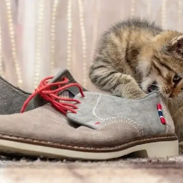 A small tabby kitten sniffing and biting the edge of a grey suede shoe, illustrating why do cats like shoes.