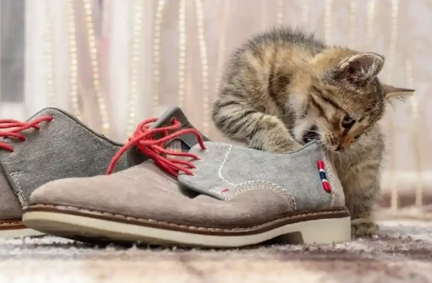 A small tabby kitten sniffing and biting the edge of a grey suede shoe, illustrating why do cats like shoes.