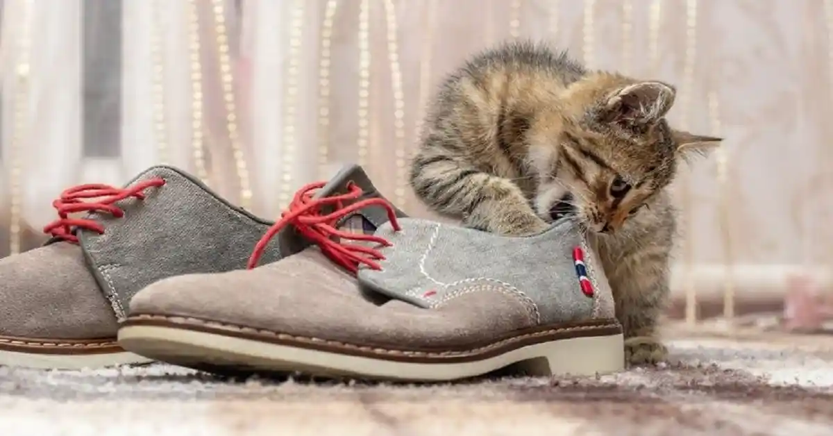 A small tabby kitten sniffing and biting the edge of a grey suede shoe, illustrating why do cats like shoes.