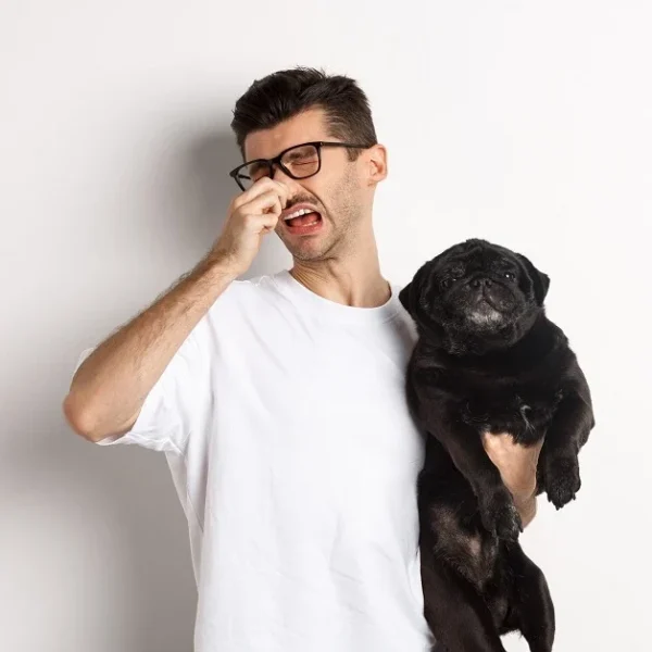 A man holding a black pug while pinching his nose, illustrating the common question why does my dog stink.