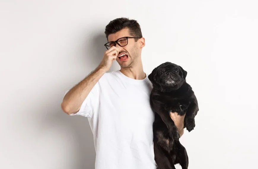 A man holding a black pug while pinching his nose, illustrating the common question why does my dog stink.