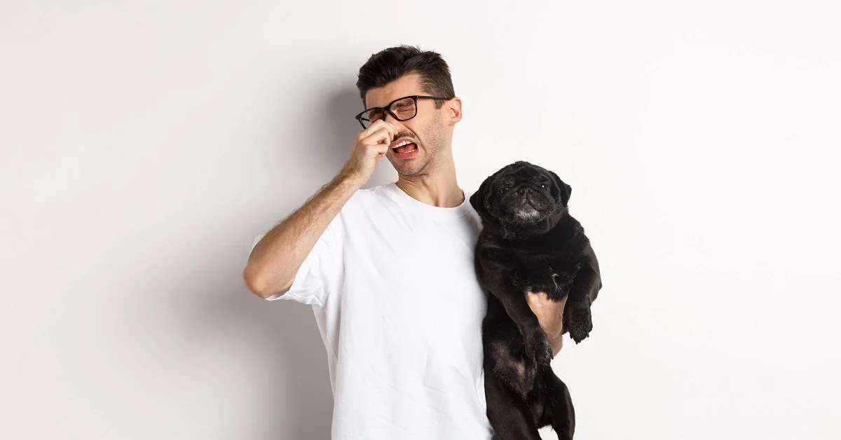 A man holding a black pug while pinching his nose, illustrating the common question why does my dog stink.