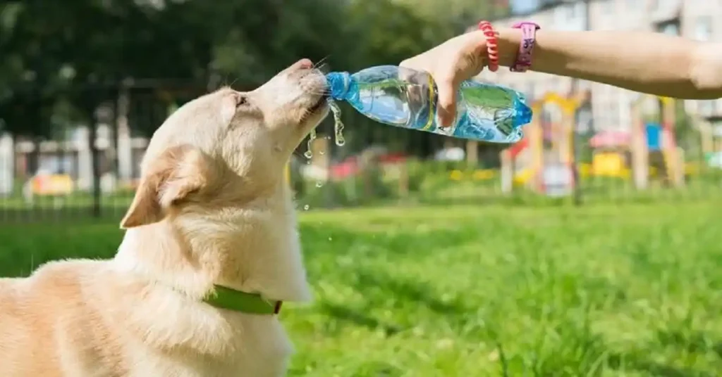 A dog owner carefully pouring water from a plastic bottle for their golden-haired dog to drink in a sunny park, demonstrating how to prevent heatstroke in dogs during summer.