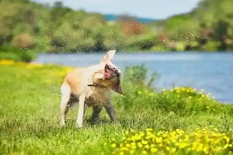 A yellow Labrador shaking off water in a sunny park to prevent heatstroke in dogs.
